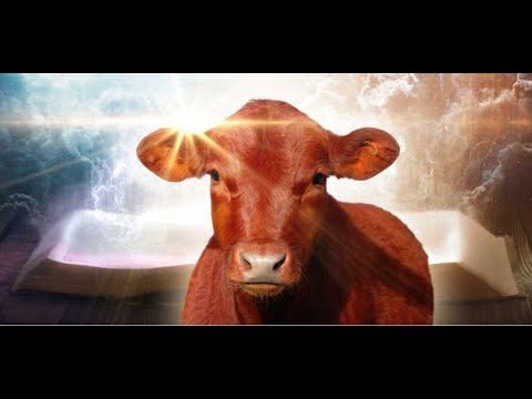 The Red Cow in the Bible: Symbolism and Significance