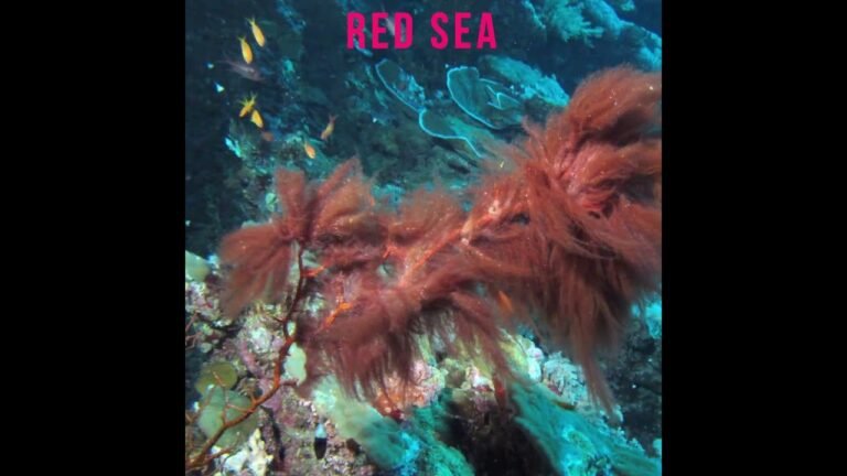 Unraveling the Mystery: Why It's Called the Red Sea