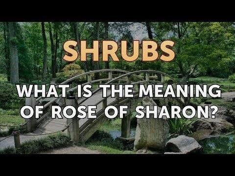 The Symbolism of Rose of Sharon: Unveiling Its Meaning