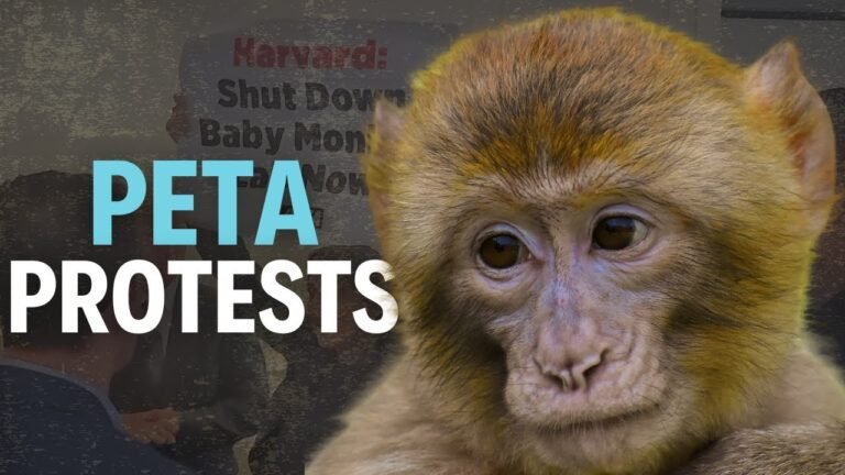 PETA Protesters: Advocating for Animal Rights