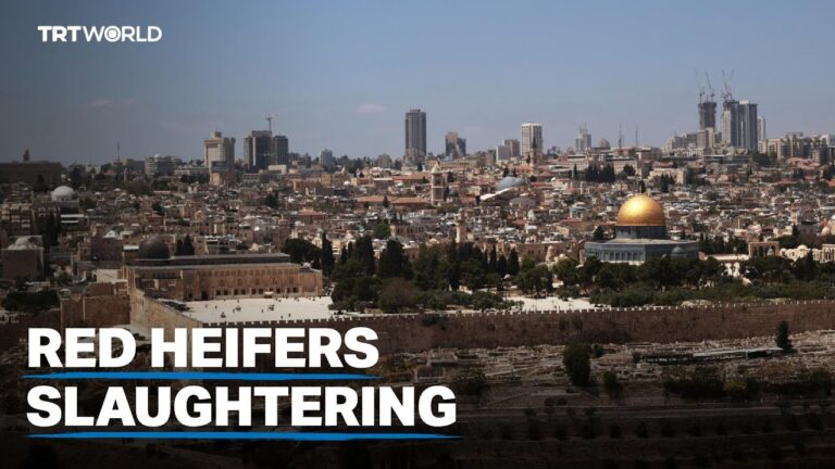 Did Israel Sacrifice the Red Heifer?