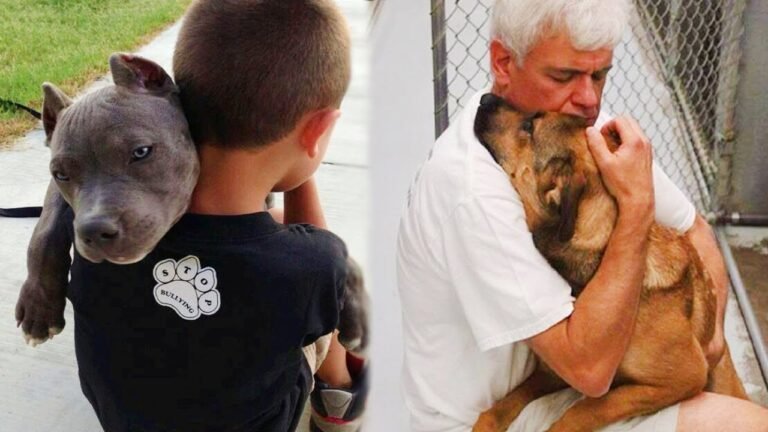 The Power of Dogs' Unconditional Love