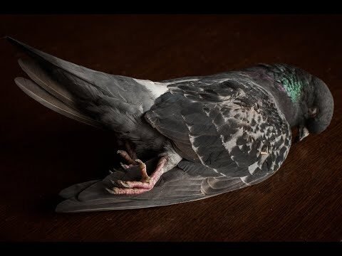 Essential Guide to Cleaning a Rescued Pigeon