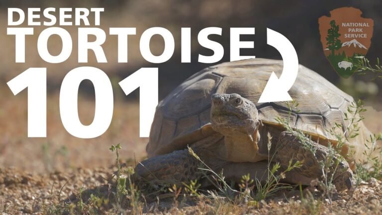 California Desert Tortoise: Conservation and Habitat Insights